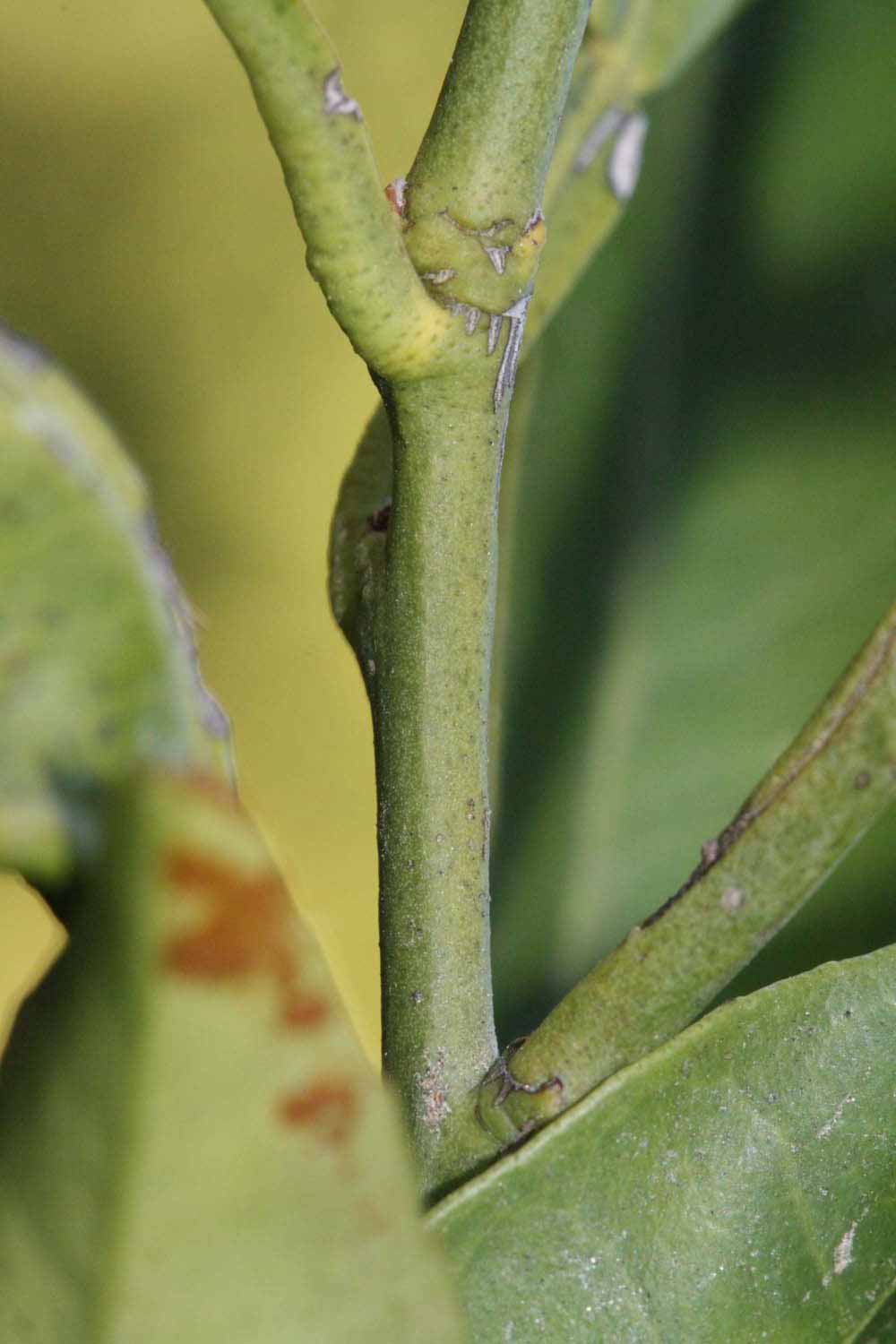              First year twig (Riverside, CA)       